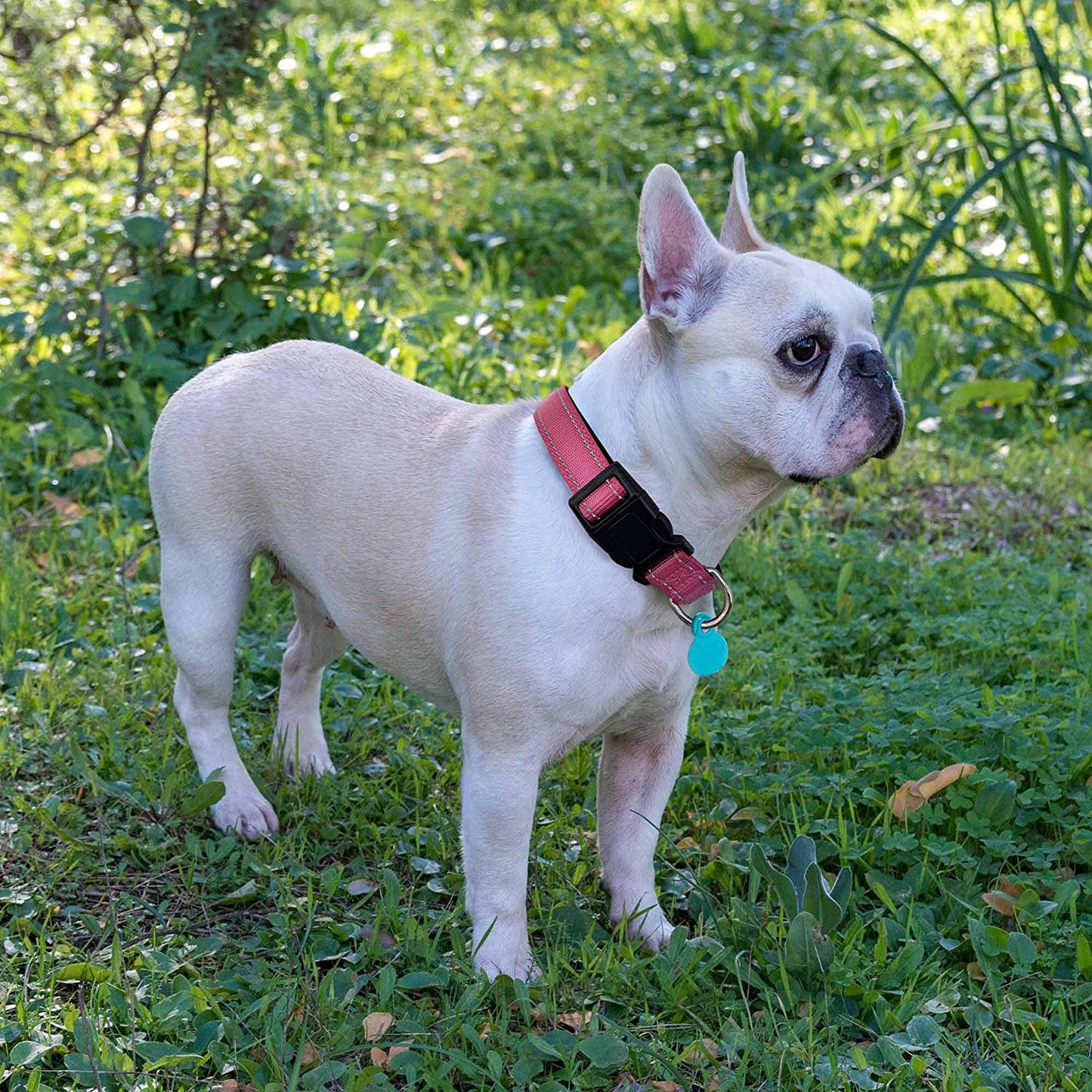 Strapazierfähiges reflektierendes Hundehalsband